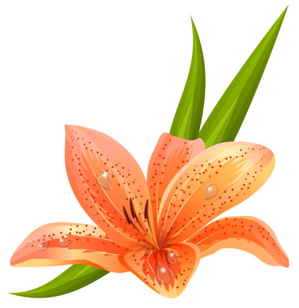 584x600 Orange Lily Clipart Amp Orange Lily Clip Art Images