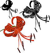 163x170 Tiger Lily Clip Art