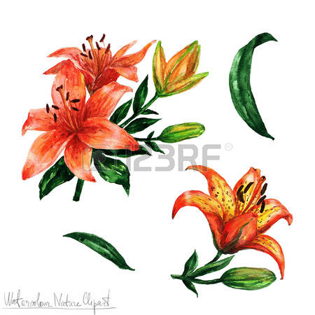 450x450 Tiger Lily Clipart
