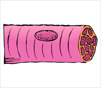 401x351 Tissues Cliparts 268114