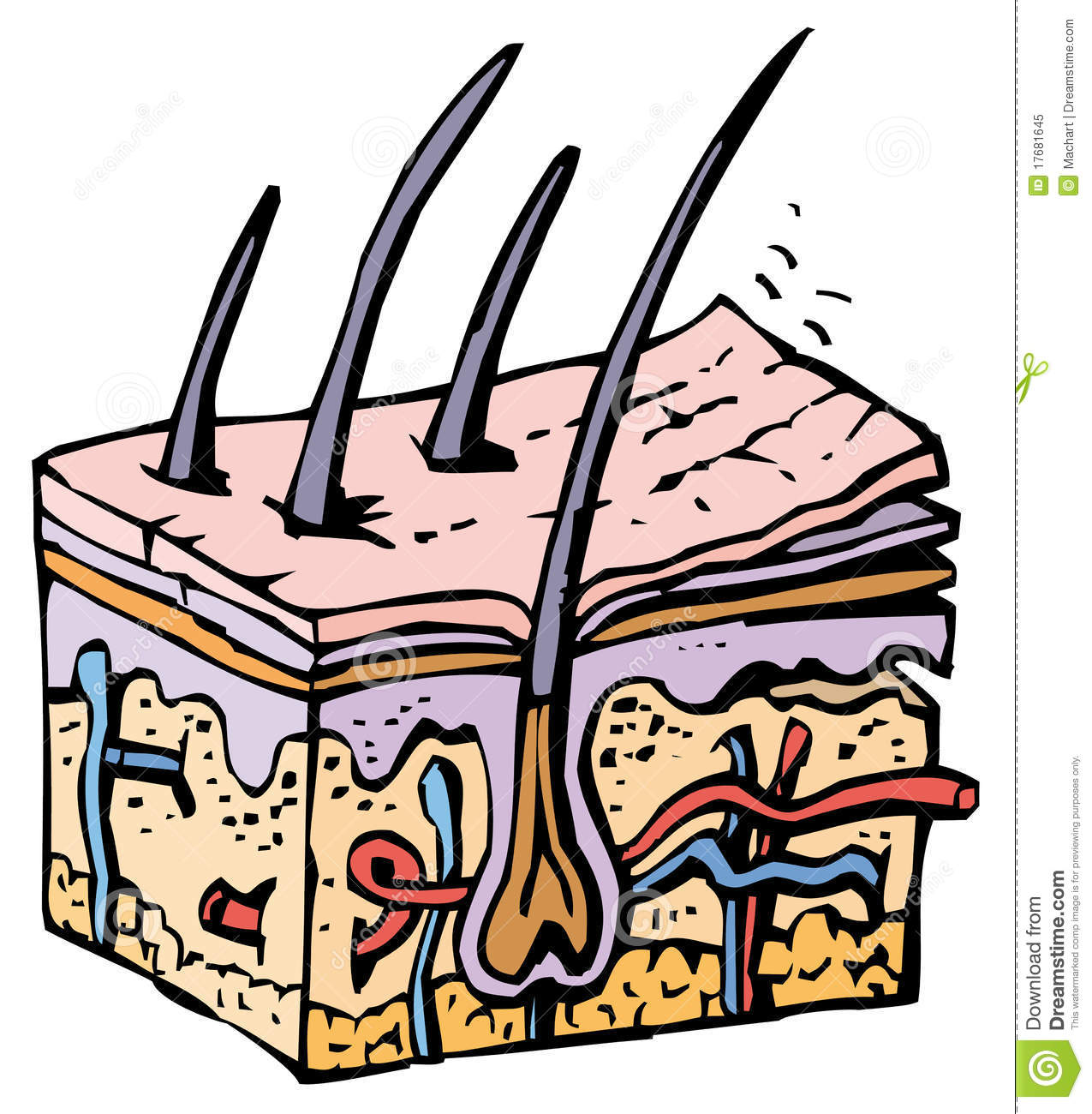 1275x1300 Pulse Clipart Human Skin