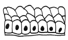 286x169 Body Tissue Clipart Collection