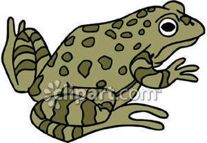300x207 Toad With Spots