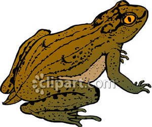 300x250 Toad With Yellow Eyes