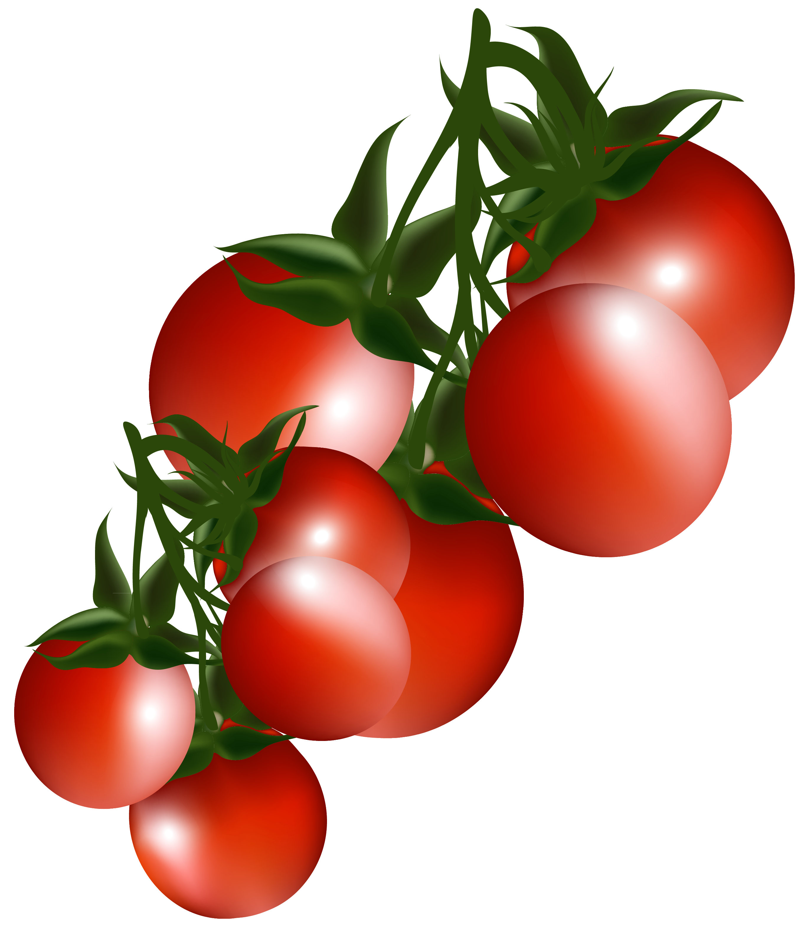 2721x3139 Tomatoes Branch Png Clipart Pictureu200b Gallery Yopriceville