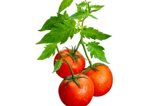 570x363 Tomato Vine Cliparts 268462