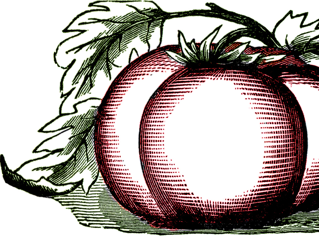 1055x805 Free Public Domain Tomato Images
