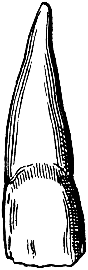 334x1024 Incisor Tooth Clipart Etc