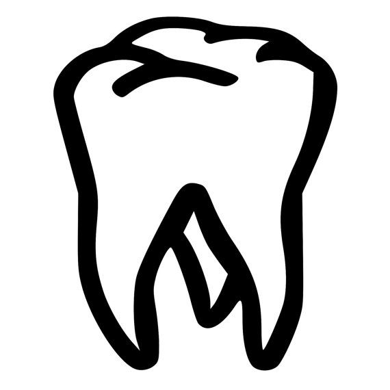 570x570 Teeth Clipart Molar