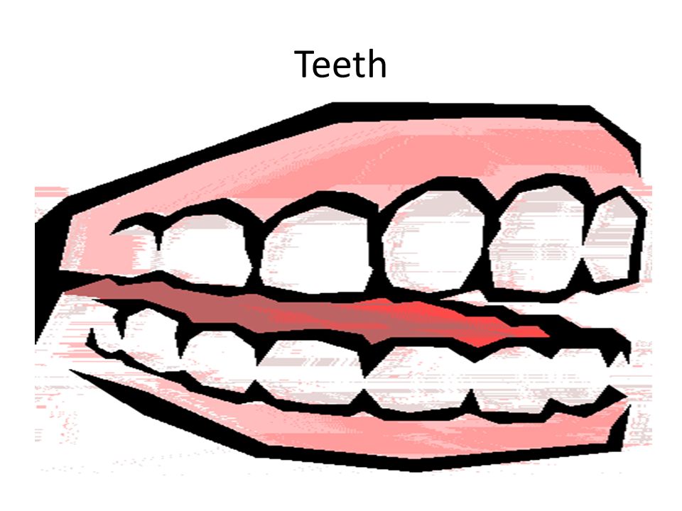 960x720 Teeth. Tooth Decay Cleaning Your Teeth Bacteria Feed On Food Left