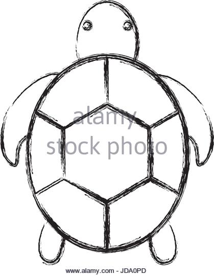 419x540 Tortoise Black And White Stock Photos Amp Images