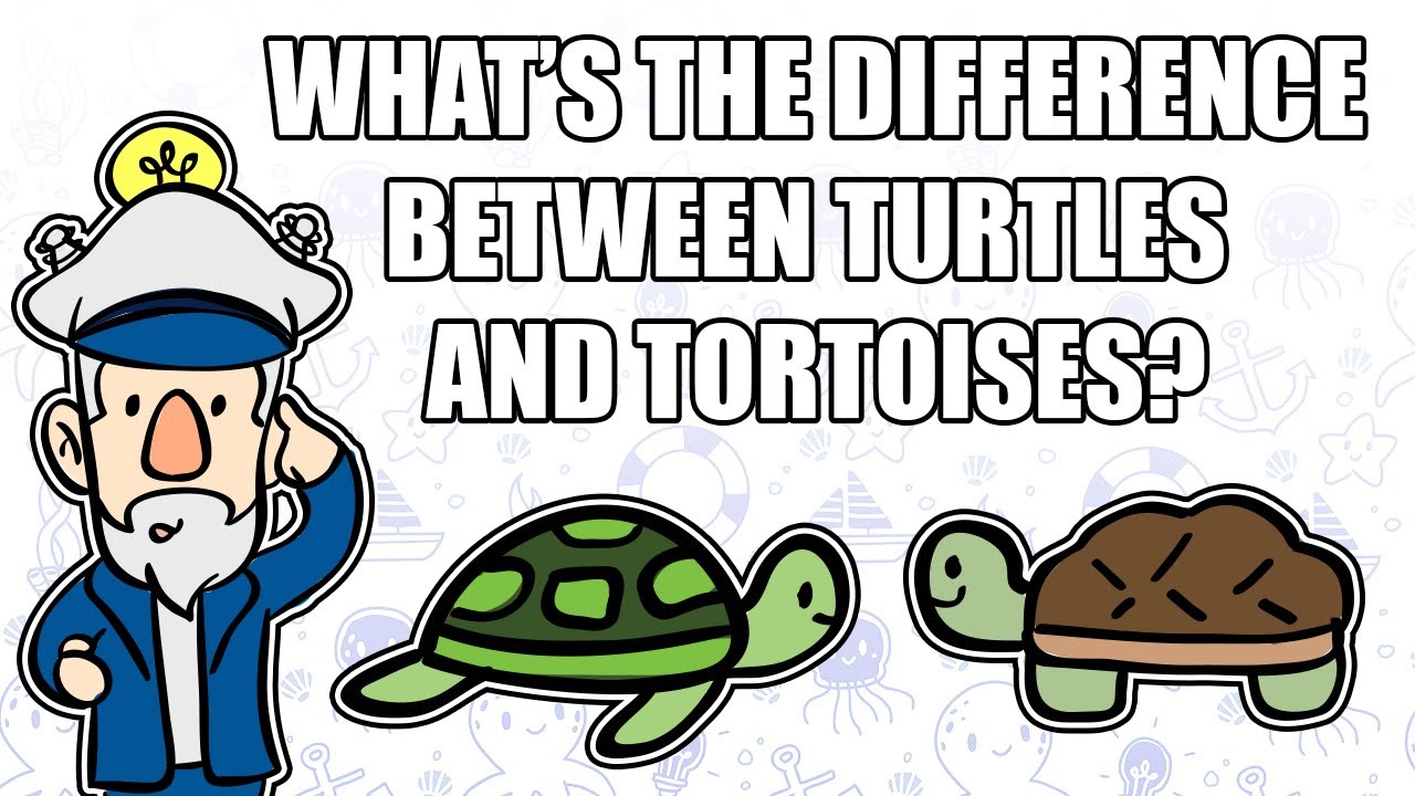 Tortoises Cartoon | Free download on ClipArtMag