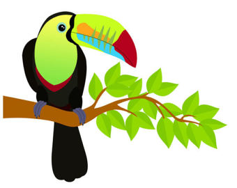 Toucan Bird Clipart | Free download on ClipArtMag