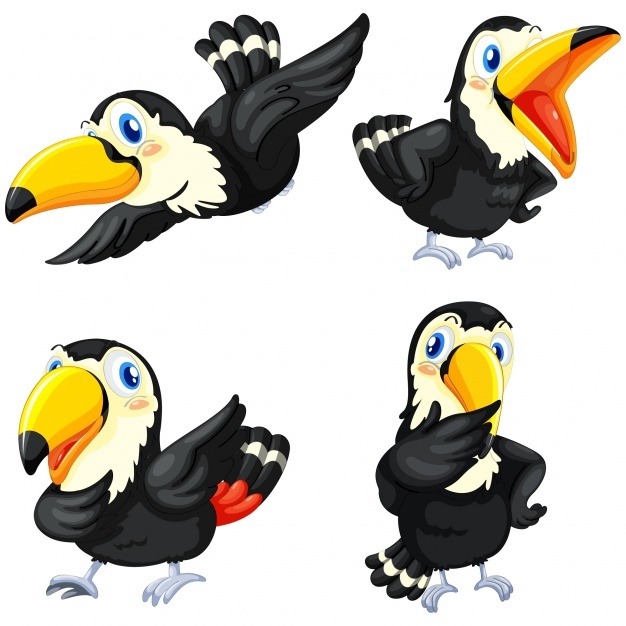 626x626 Toucan Vectors, Photos And Psd Files Free Download