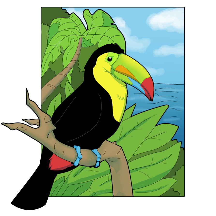 894x894 Toucan Clipart Keel Billed