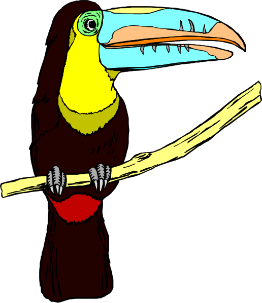 516x598 Perched Toucan Clip Art