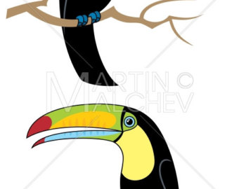 340x270 Toco Toucan Etsy