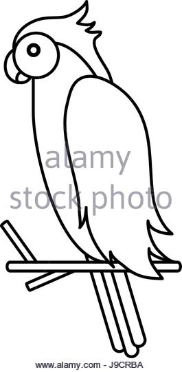 265x540 Illustration Toucan Black White Stock Photos Amp Illustration Toucan