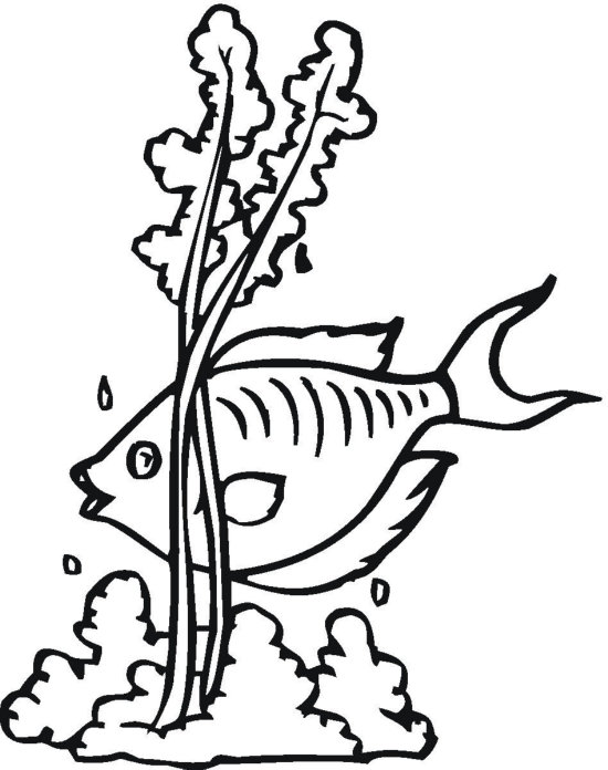 550x696 Seaweed Black And White Clipart