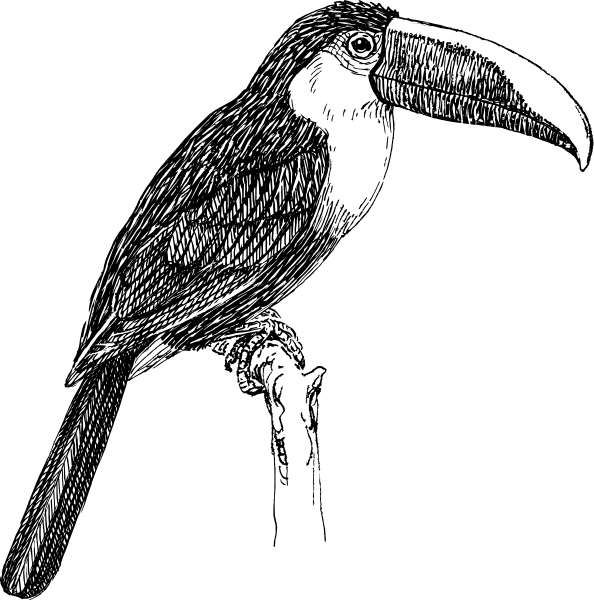 594x600 Toucan Clip Art