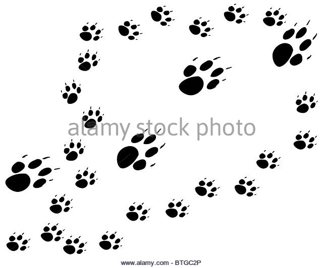 640x532 Paw Prints Illustration Dog Stock Photos Amp Paw Prints Illustration
