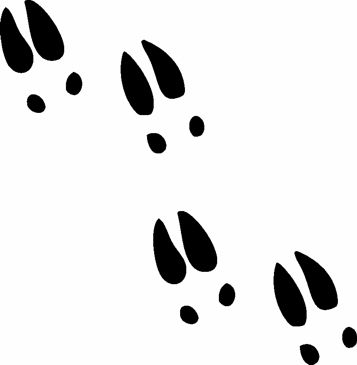 357x365 Deer Tracks Clipart