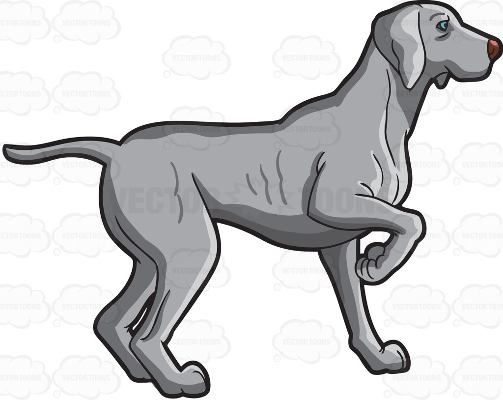 1024x814 A Weimaraner Dog In Training Cartoon Clipart