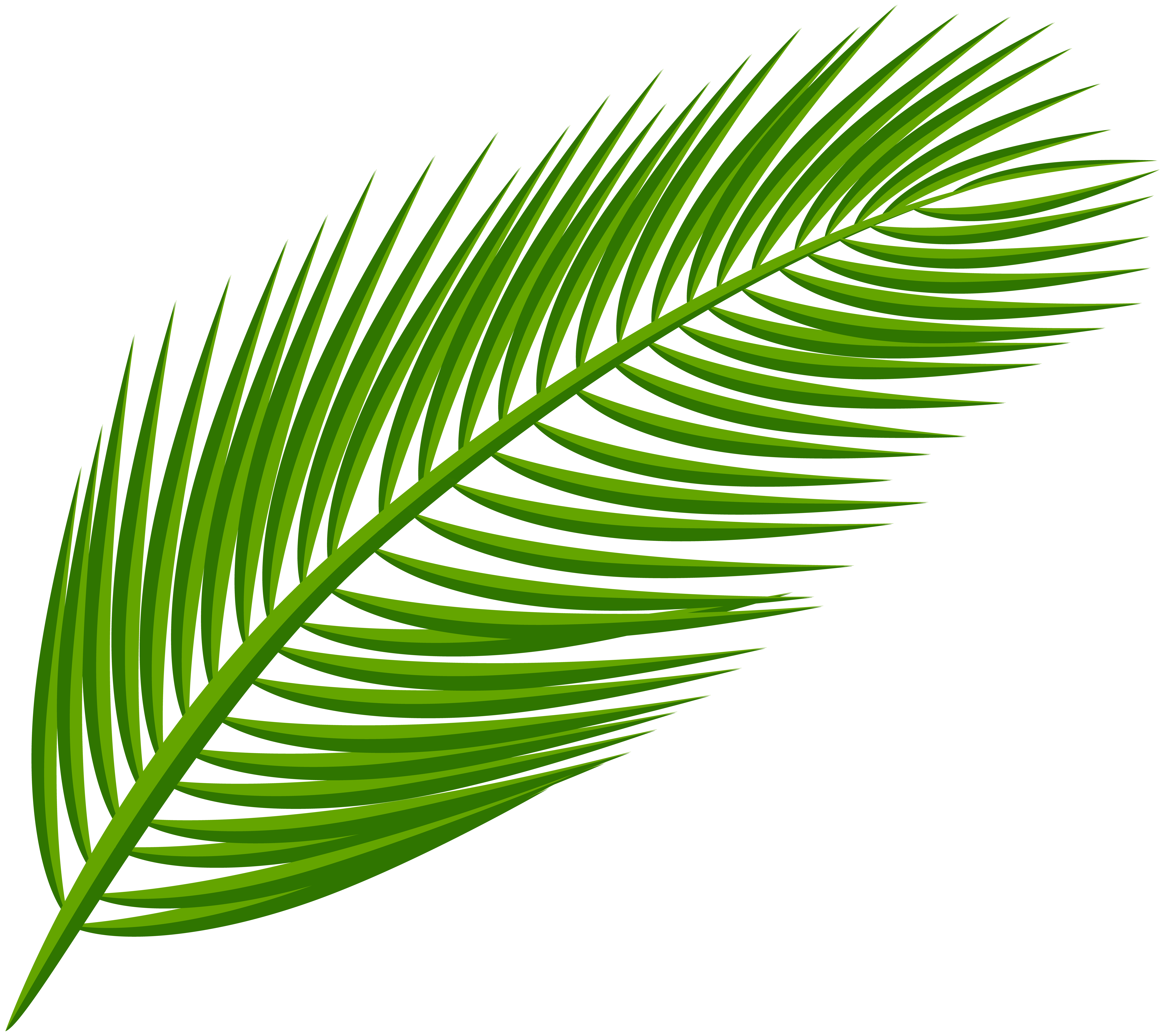 8000x7115 Palm Leaf Transparent Clip Art Imageu200b Gallery Yopriceville