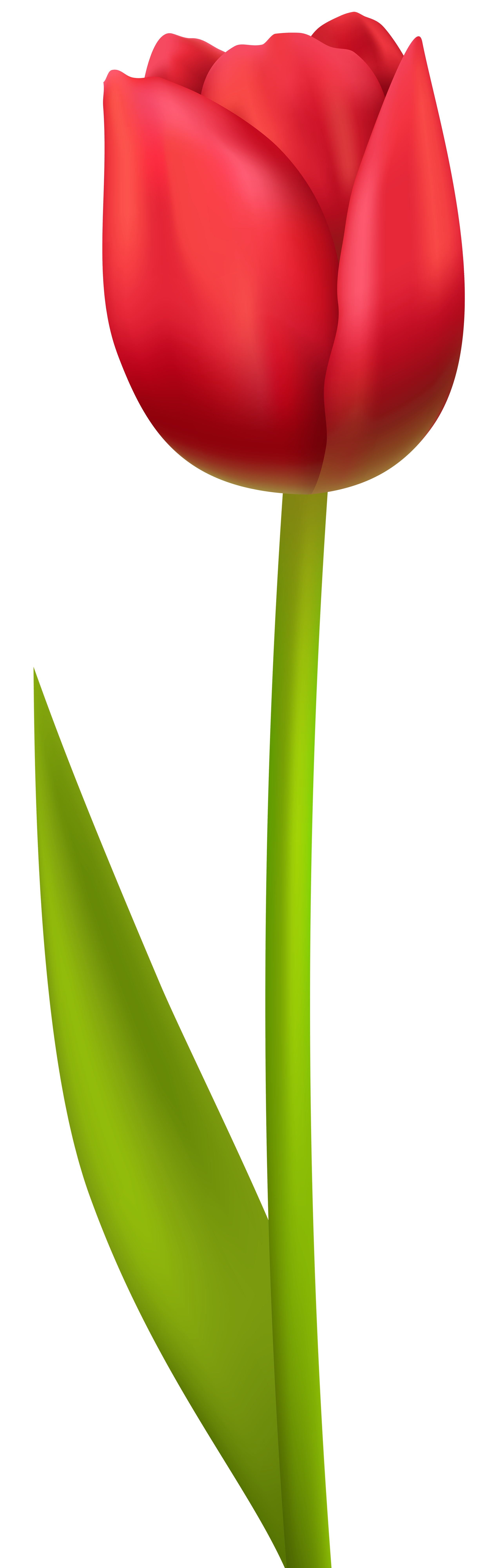 2531x8000 Red Tulip Png Transparent Clip Art Imageu200b Gallery Yopriceville