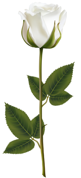 272x600 White Rose With Stem Png Transparent Clip Art Image Baby Monkeys