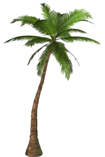 214x320 Palm Tree Png Transparent Images Png All