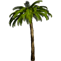 200x200 Palm Tree Png Transparent Palm Tree.png Images. Pluspng