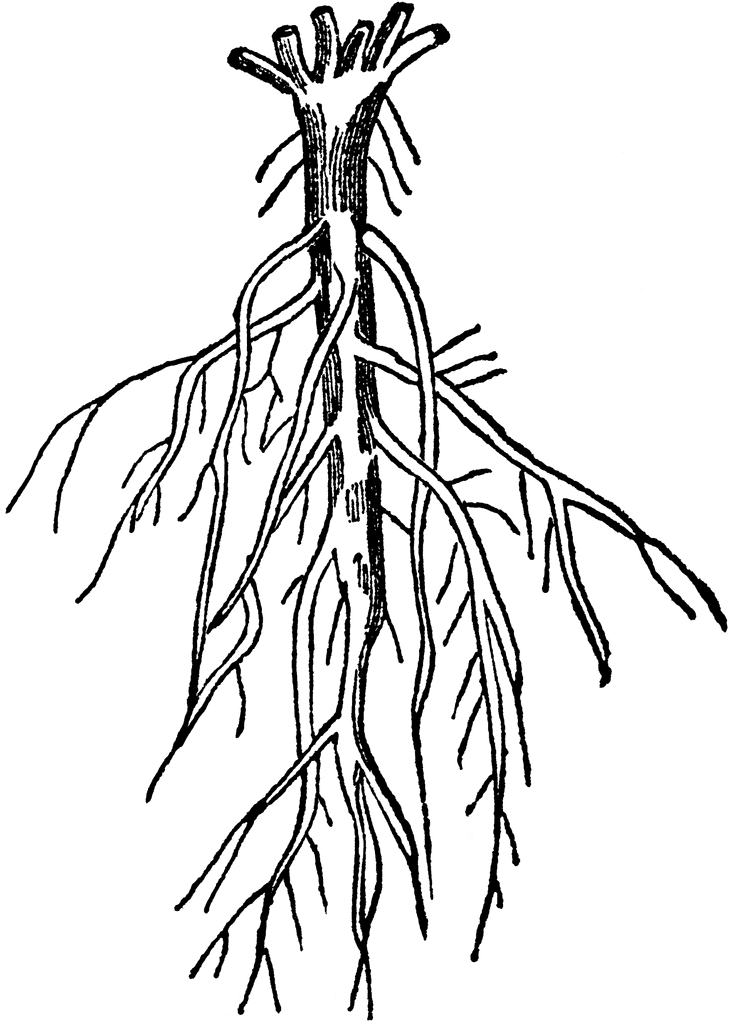 730x1024 Tree With Roots Clipart Black And White