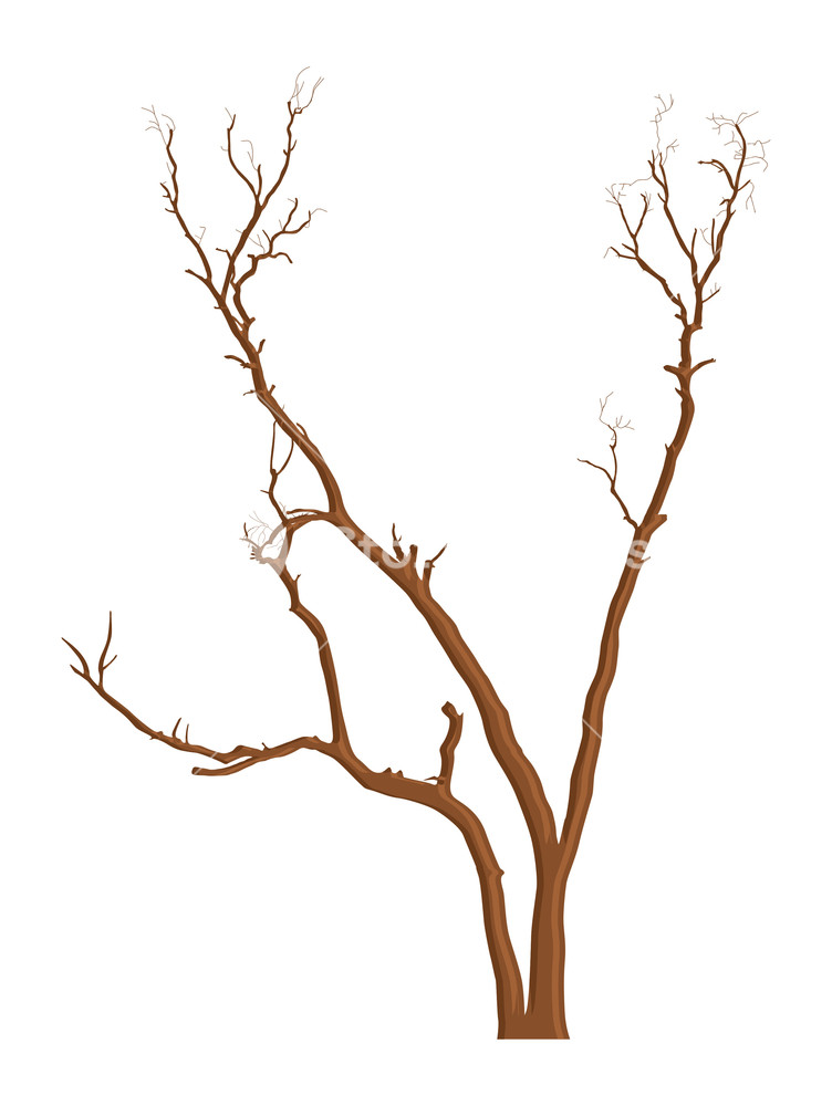 752x1000 Dead Tree Branches Elements Design Royalty Free Stock Image