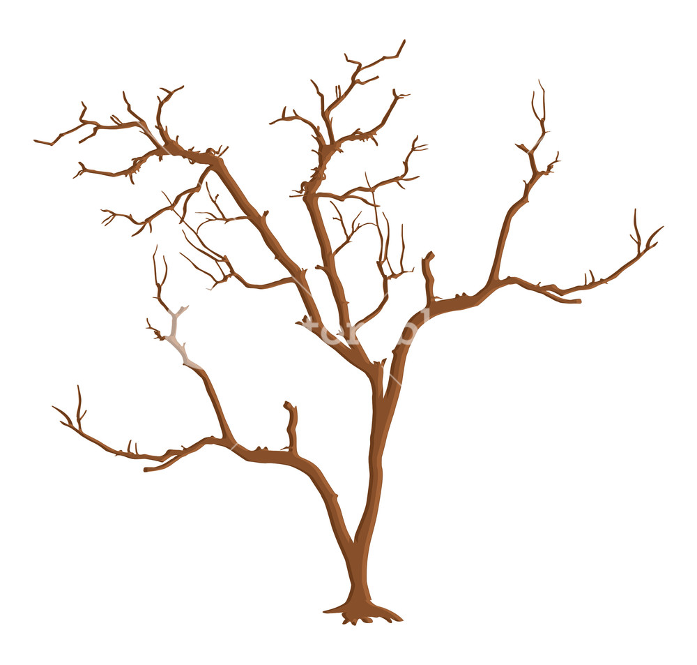 1000x953 Dead Tree Branches Isolated Royalty Free Stock Image