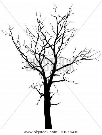 355x470 Tree Branches Images, Illustrations, Vectors