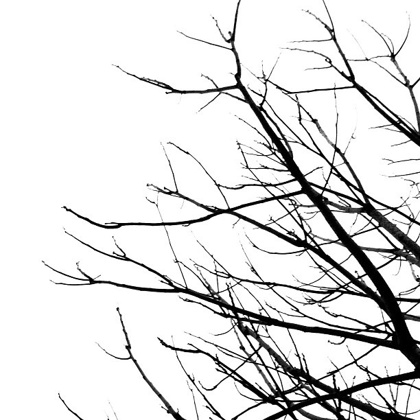 612x612 Branches Clipart Black And White