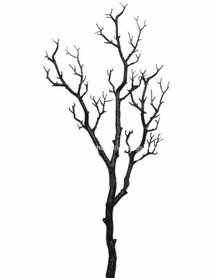 212x278 Best Tree Branches Photos 2017 Blue Maize