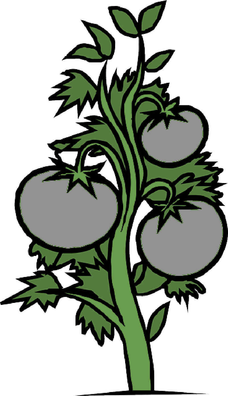 800x1391 Red, Food, Drawing, Sketch, Plants, Tree, Cartoon