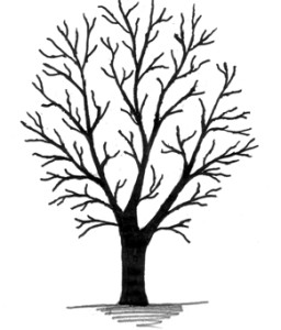 256x300 Leaves Tree Clipart