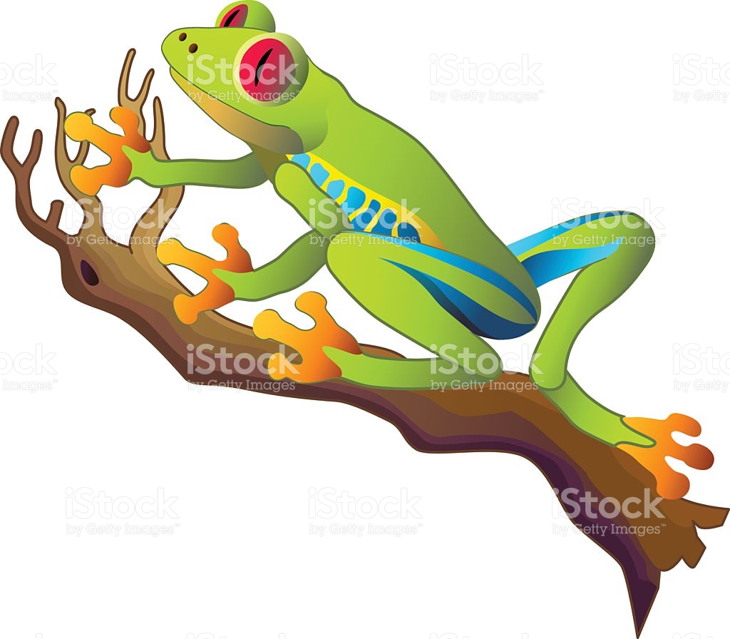 1024x896 Red Eyed Tree Frog Clipart Tropical