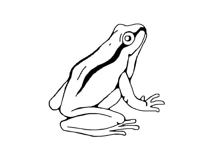 700x500 Sheets Tree Frog Coloring Page 47 For Free Coloring Book With Tree