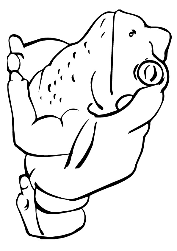 595x842 Animal Tree Frog Coloring Pages Frog Coloring Pages Animals