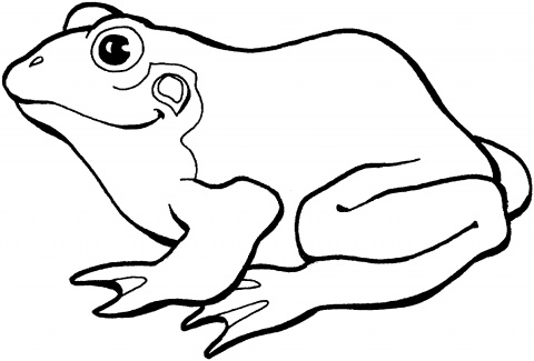 480x325 Frog Outline