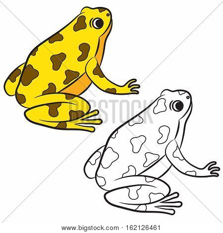 450x470 Rain Frog Images, Illustrations, Vectors