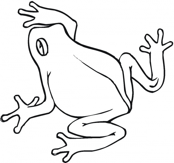 560x525 Tree Frog Clipart Rainforest Bird