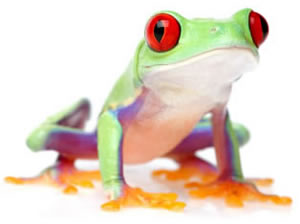 300x224 Blue Tree Frog Clip Art Clipart Panda