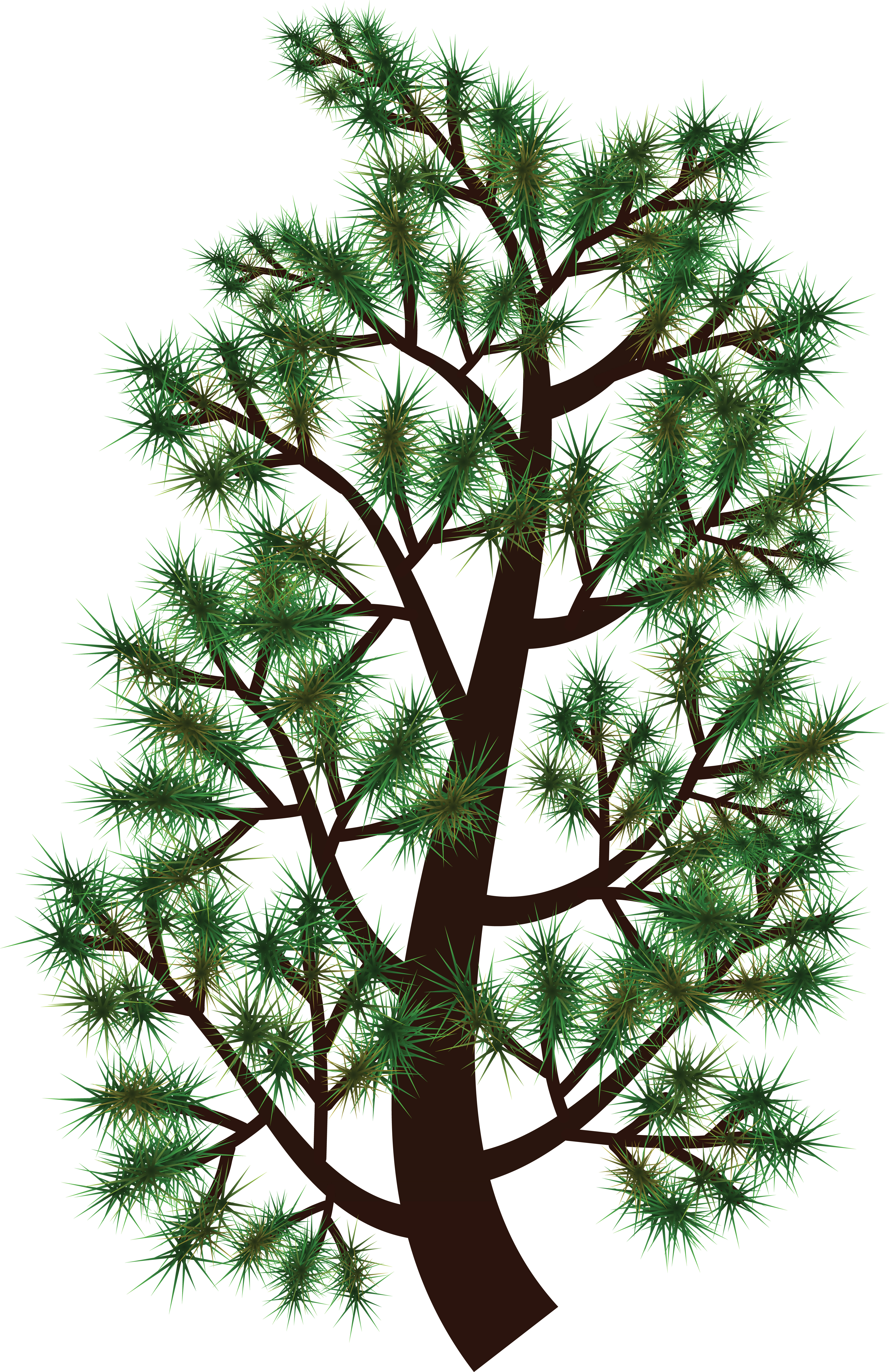 4000x6172 Clipart Of A Pine Tree Branch