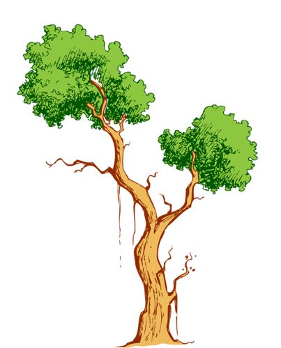 403x500 703 Best Trees Branches And Leaves Images Pictures