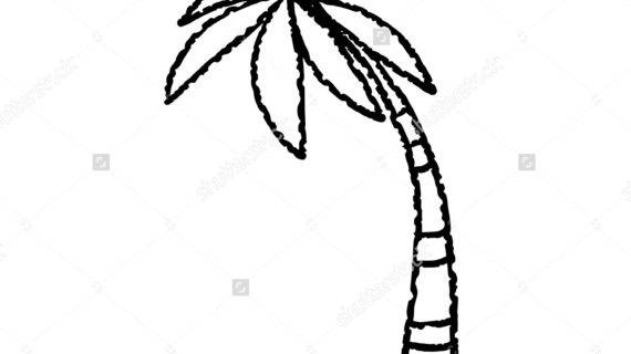 570x320 Palm Tree Line Drawing Coconut Palm Tree Black Lines Hand Stock